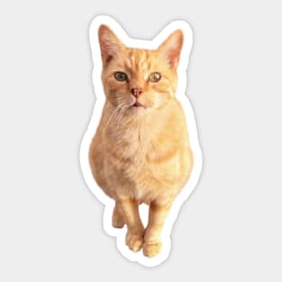 Ginger Cat Front On Sticker